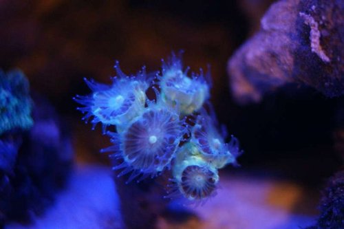 Caulastrea