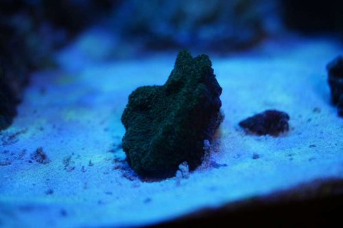 Montipora grøn nat