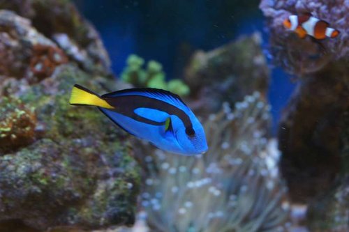 Paracanthurus hepatus (Palletkirug)