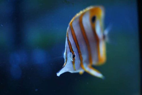 Chelmon rostratus (Pincetfisk)