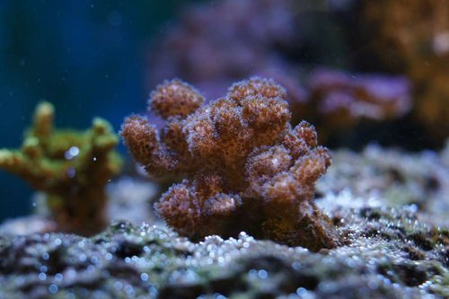 Pocillopora.JPG
