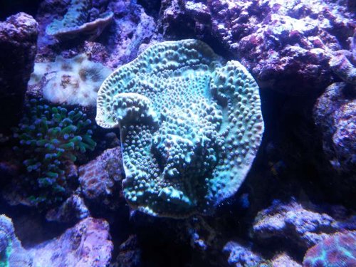 Tubinaria Reniformis