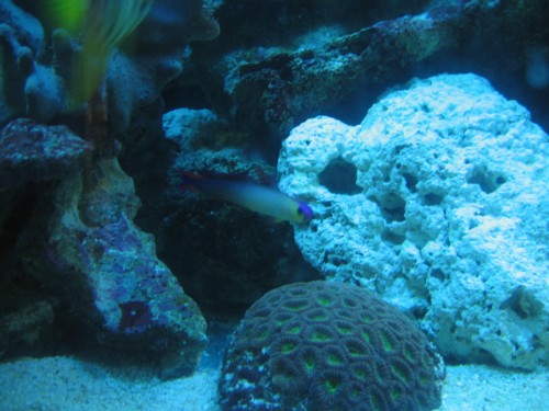 purple fire goby.JPG