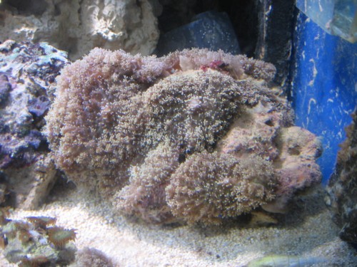 ricordea floridae stor.JPG