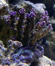 acro tri coler