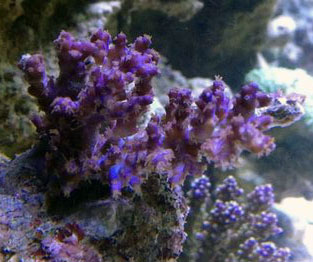 Acopora.jpg