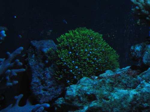 stjerne polyp nat.JPG