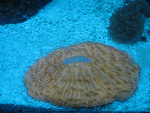 orange fungia nat.JPG