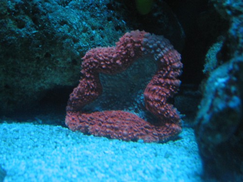 lobophyllia nat.JPG