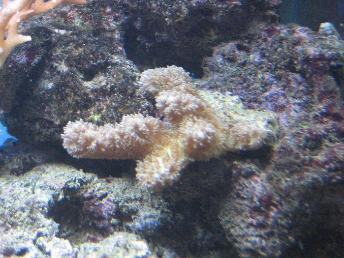 Inde under fimrehårene er den helt selvlysende grøn. Det kan man rigtig se når der kun er blå lys på!