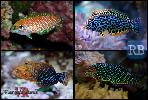 Leopard-Wrasse-RBWM.jpg