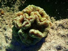 P5053868 (Small) (WinCE).JPG