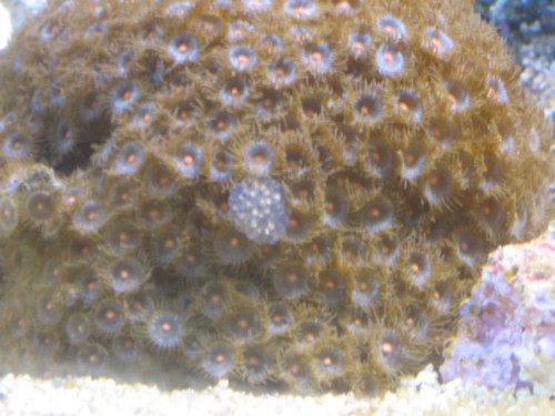 polyp hvad er det.JPG