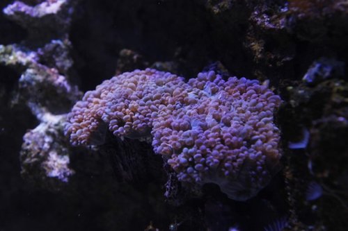 _MG_5950.JPG