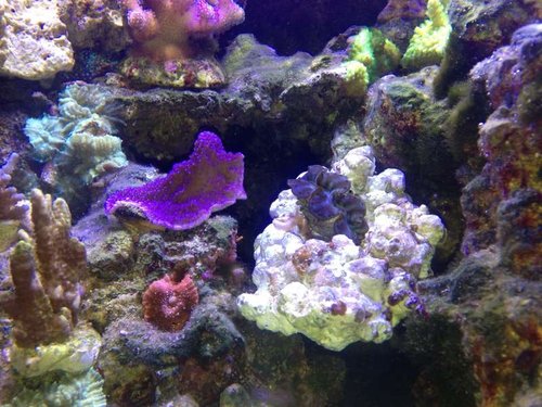 Montipora og Tridacna