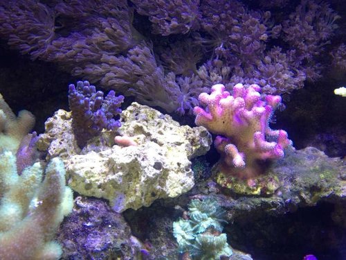Baby Blue Acropora og Pink Stylophora