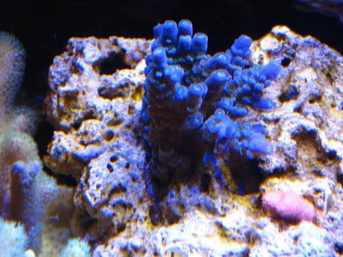 Baby Blue Acropora
