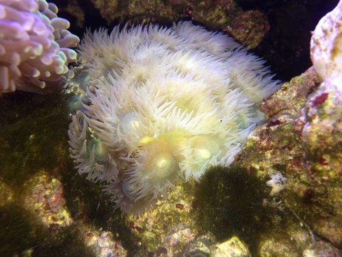 Duncanopsammia