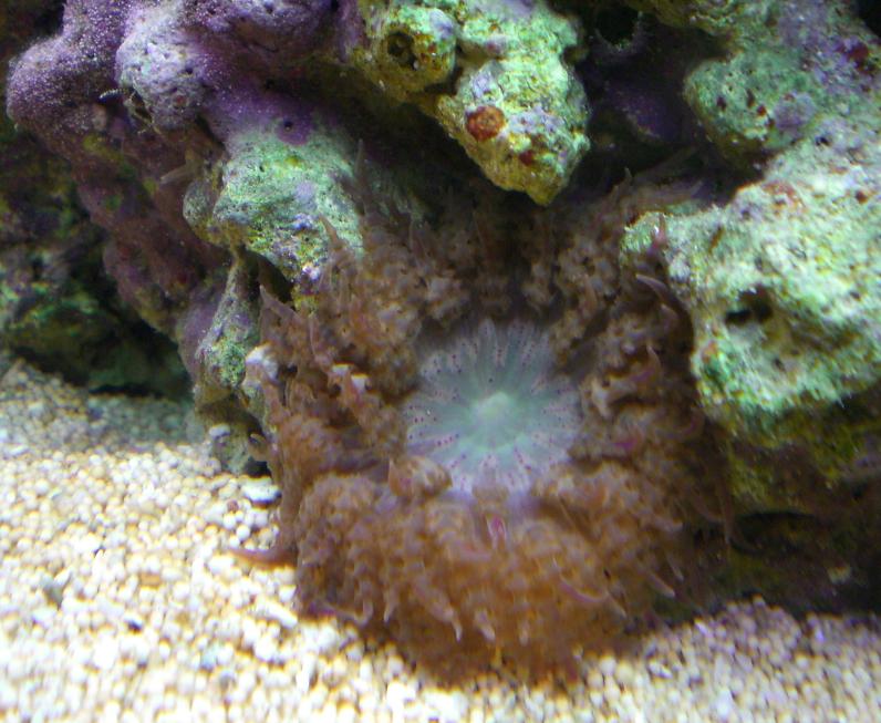 Sandanemone.jpg