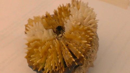 Acanthophyllia fra en anden vinkel