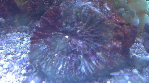 Scolymia australis