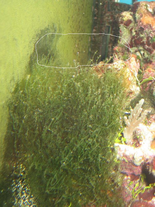 Området, markeret m. hvidt, var også en Bryopsis-mark i torsdags.