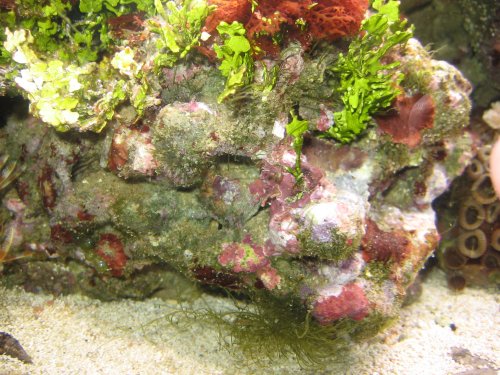 Hele denne sten var dækket af Bryopsis i torsdags.