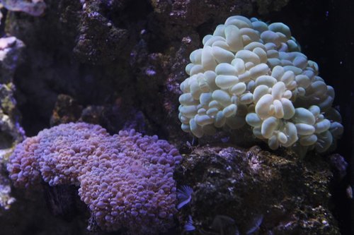 _MG_6016.JPG