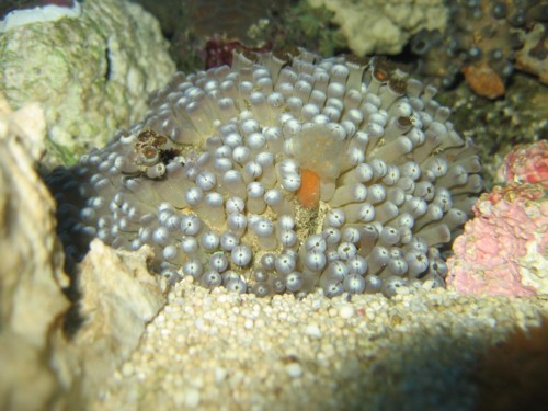 polyp hvad er det 2.JPG