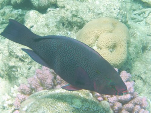 ses (3) (Medium).jpg
