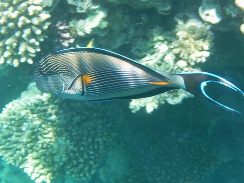 ses (11) (Medium).jpg