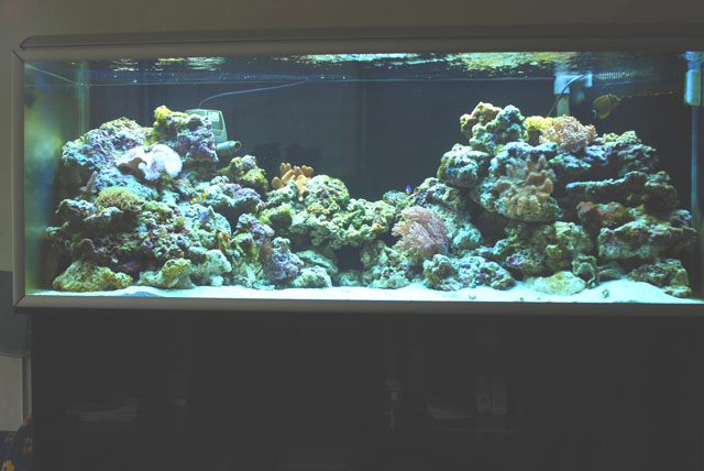 akvarium 235.jpg