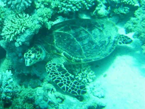 ses (6) (Medium).jpg