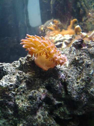 hvilke anemone og hvor stor blir den?