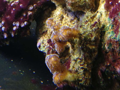 Acropora'en den bider i / flytter rundt på