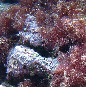 red_macroalgae.jpg