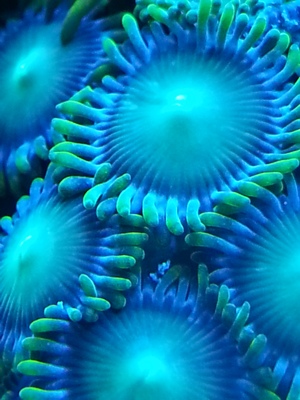 zoa sf 2013 031.jpg