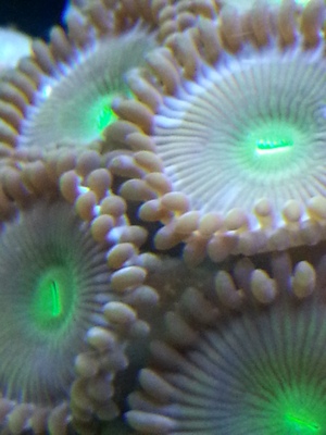 zoa sf 2013 021.jpg