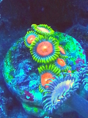 zoa sf 2013 034.jpg