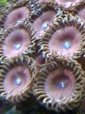 zoa sf 2013 022.jpg