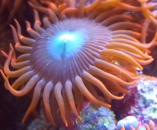 zoa sf 2013 015.jpg