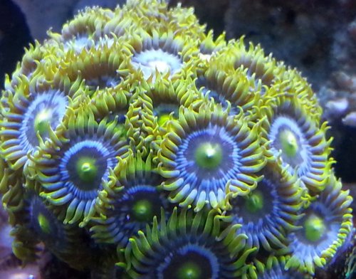 zoa sf 2013 008.jpg