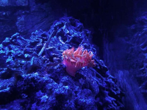 bubble tip anemone i disco lys