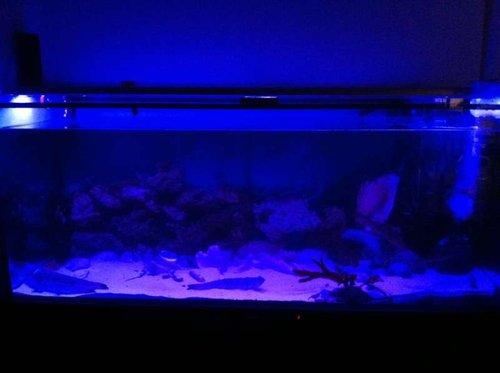 Akvarie nattebelysning (blå+svag rød LED)