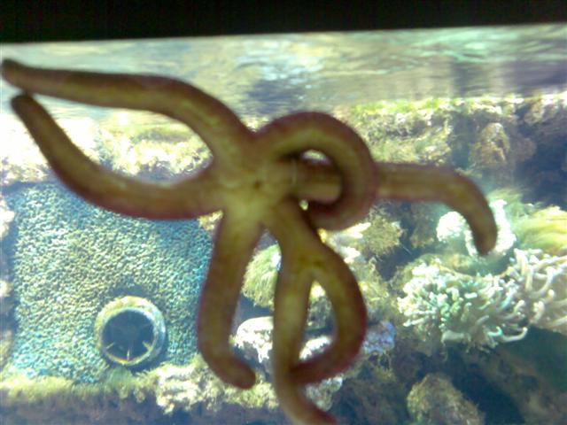 Billede063 (Small).jpg