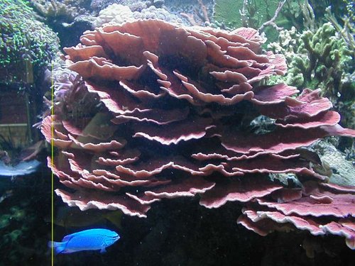 Mfoliosa.JPG