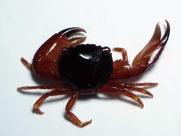 Trapezia type