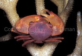 Trapezia Type
