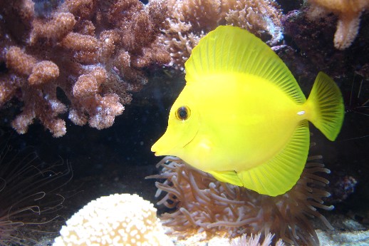 Kongen! Købt hos Etheg i sin tid