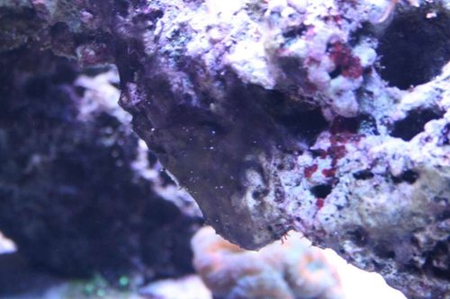 Cyano 3.JPG